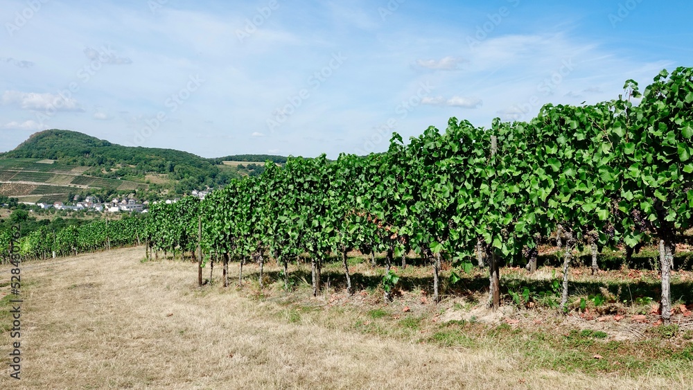 Weinberg und Weinanbau, Weintrauben vor der Lese Weinberg und Weinanbau, Weintrauben vor der Lese
