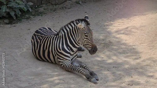 Zebra Resting on Dusty Ground Under Tree Shade in Protected Nature Reserve photo