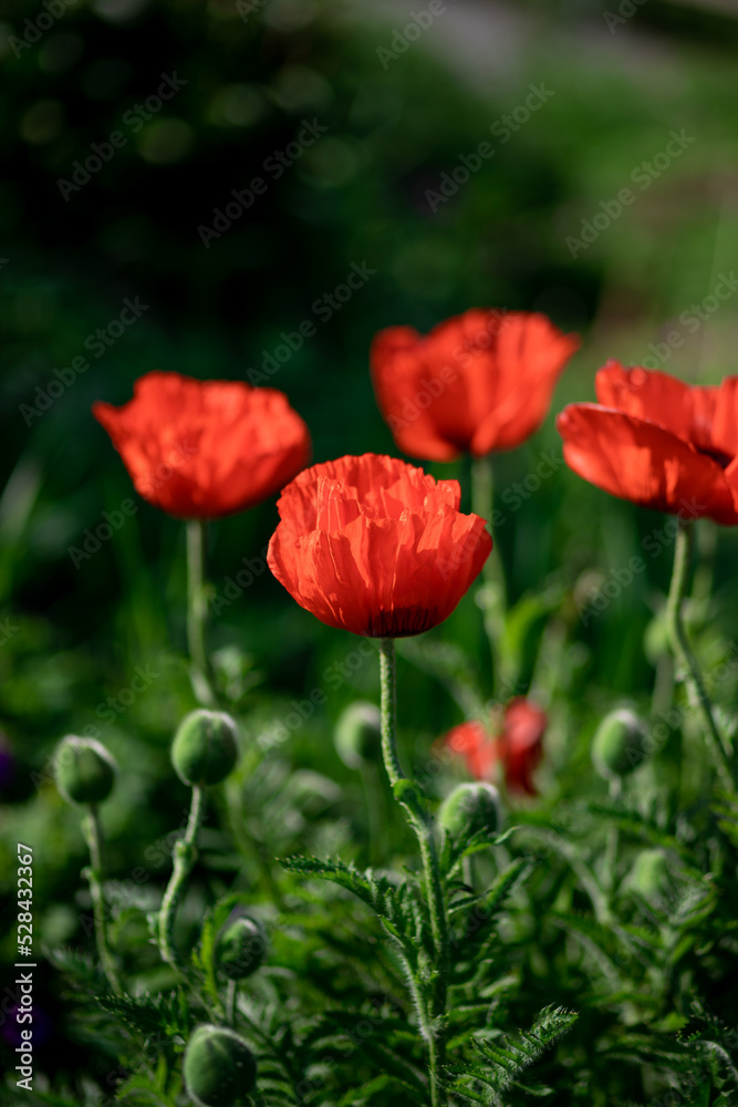 Large red poppies on a background of green leaves. Large red poppies on a background of green leaves.