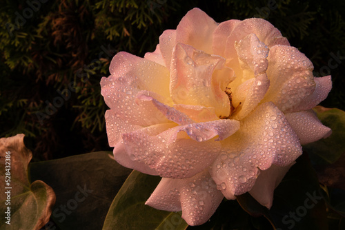 A pink rose photographed in a garden