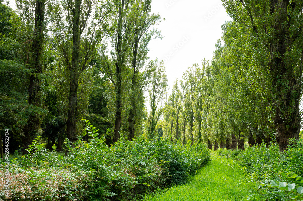 Obraz premium 夏の水元公園のポプラ並木