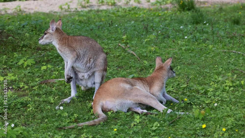 The agile wallaby, Macropus agilis also known as the sandy wallaby is a species of wallaby found in northern Australia and New Guinea. The agile wallaby, Macropus agilis also known as the sandy wallaby is a species of wallaby found in northern Australia and New Guinea.