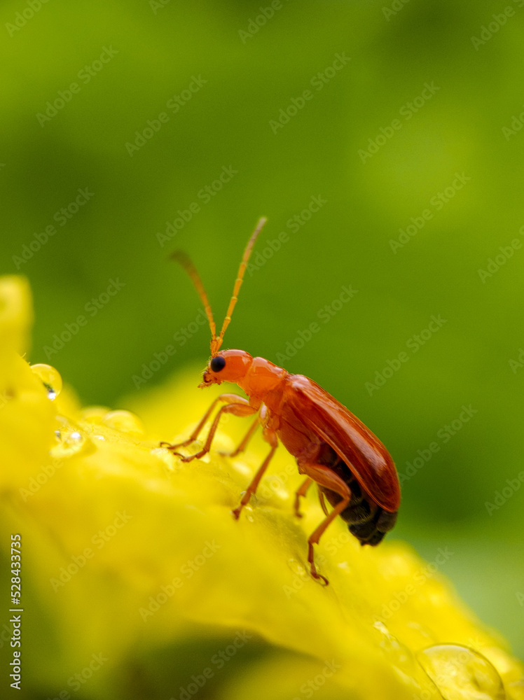 Aulacophora femoralis Insects Stock Photo Adobe Stock
