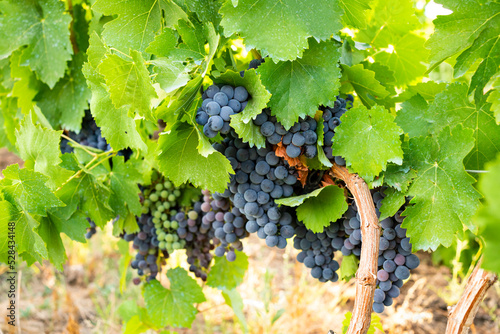 Closeup shot of a bunch of red grapes in a vineyard. photo