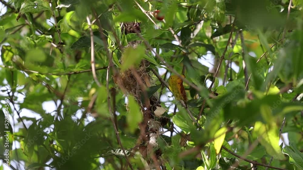 A small hummingbird bird nest on a tree branch