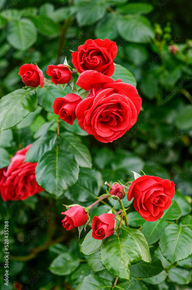 red roses in a natural environment, in full bloom from close range, elegant and romantic delicate flowers red roses in a natural environment, in full bloom from close range, elegant and romantic delicate flowers
