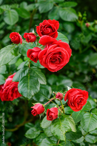 red roses in a natural environment, in full bloom from close range, elegant and romantic delicate flowers