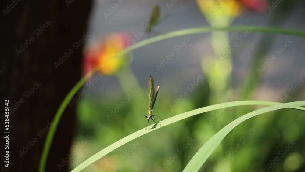 Dragonfly is sitting on a swaying leaf. Dragonfly is sitting on a swaying leaf.
