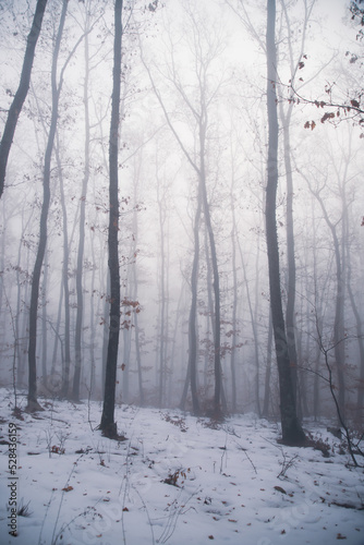 Mist in the woods at winter