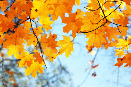 Autumn leaves on the sky © Alekss