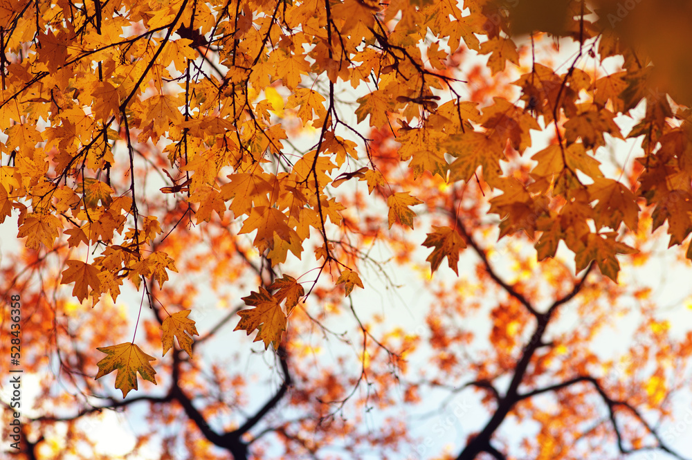 Autumn leaves on the sky