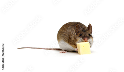 Mouse with cheese isolated on white