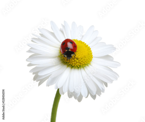 ladybug on a daisy flower isolated on white