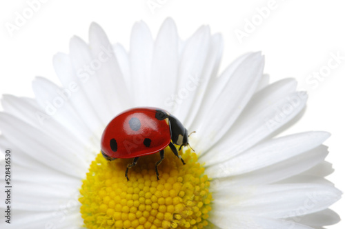 ladybug on a white flower