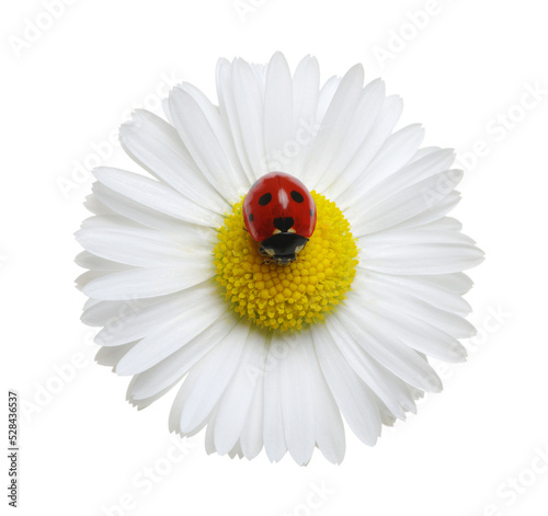 Chamomile flower with ladybug