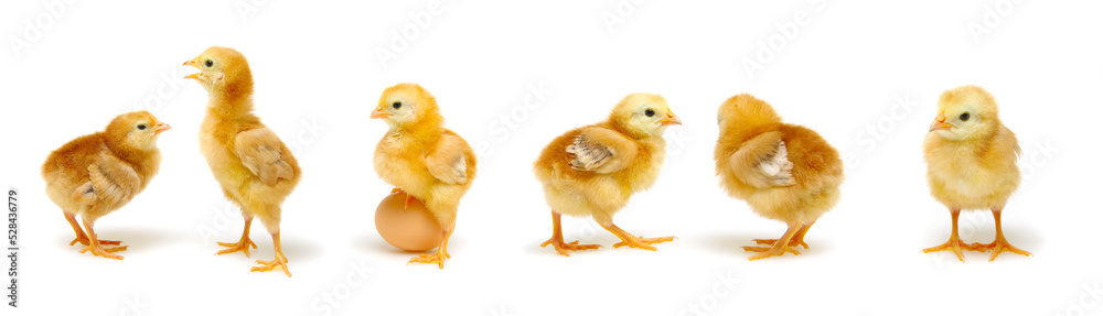Fototapeta premium cute little newborn chickens