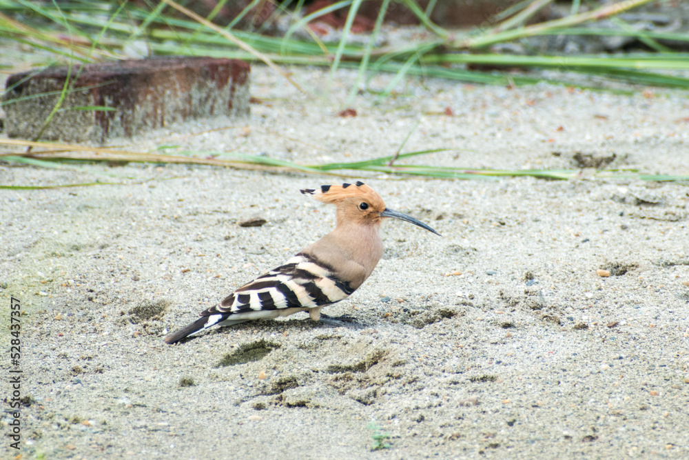 Eurasian hoopoe Bird sitting on the ground (Upupa epops) Eurasian hoopoe Bird sitting on the ground (Upupa epops)