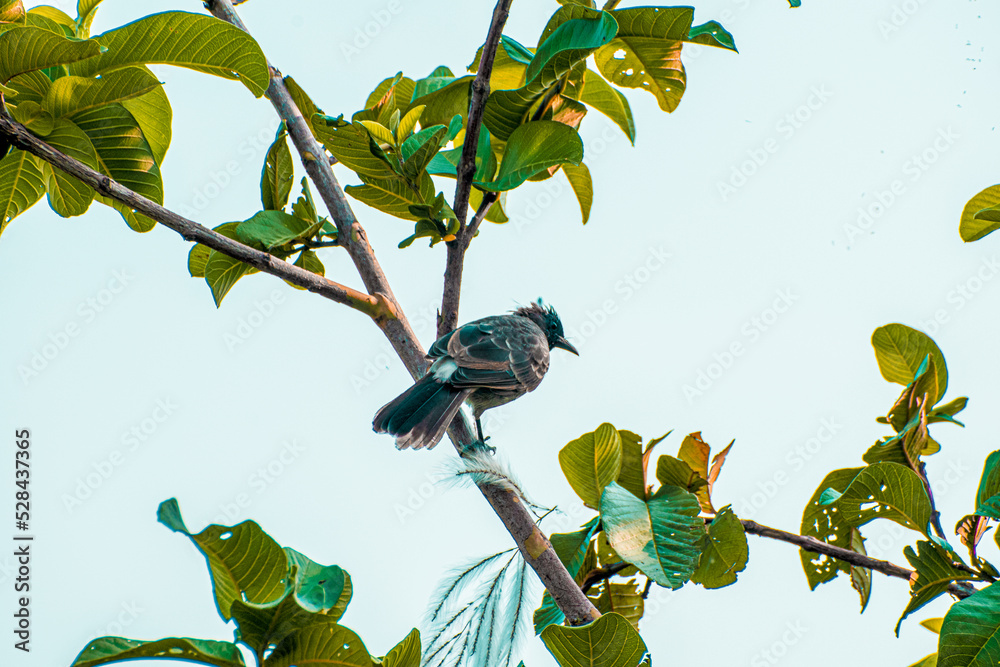 Fototapeta premium Greater Racket-tailed Drongo, common Black and Ashy Drongos.