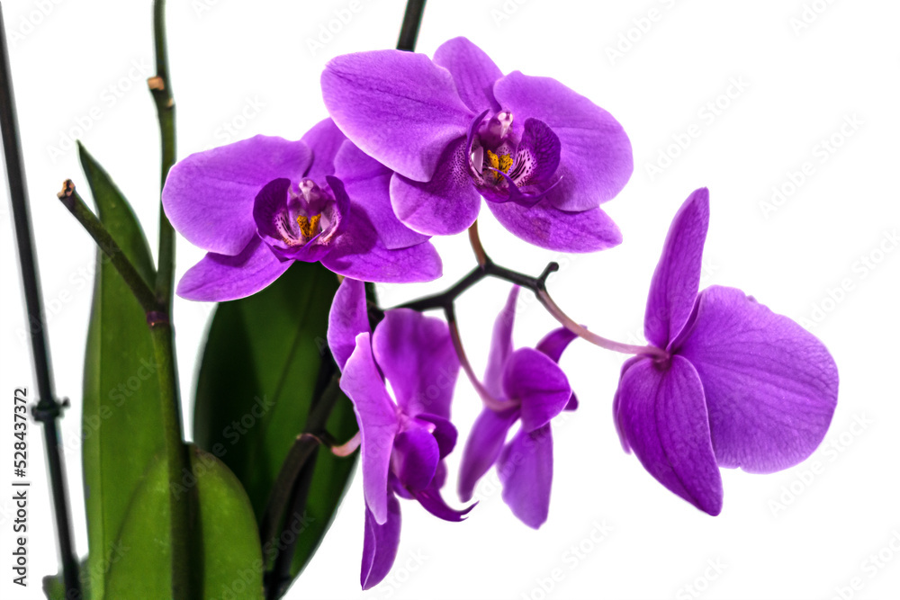 purple orchid branch close up isolated on white purple orchid branch close up isolated on white