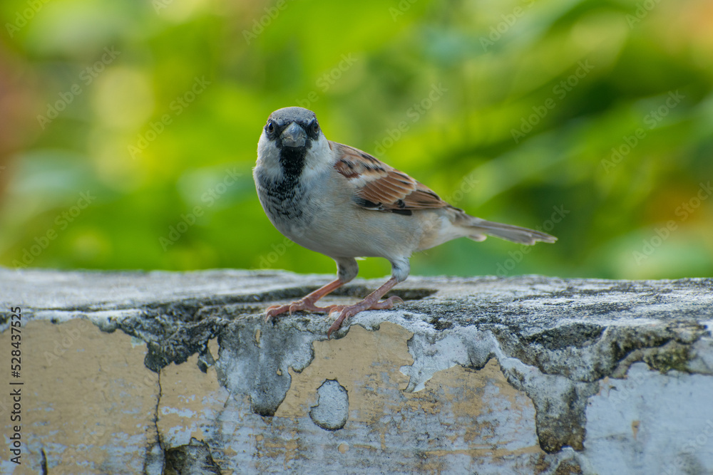 Fototapeta premium The Common House Sparrow (Chidiya)