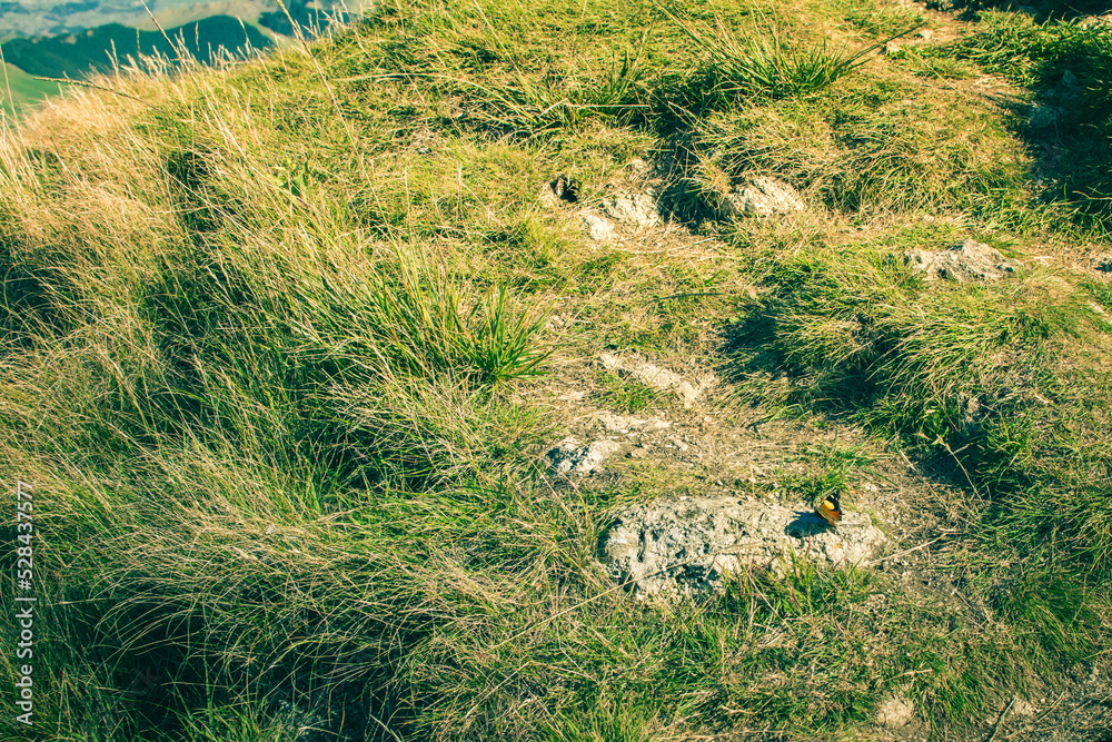 Fototapeta premium Beautifull Monarch butterfly on the rock in the grass high in the mountains