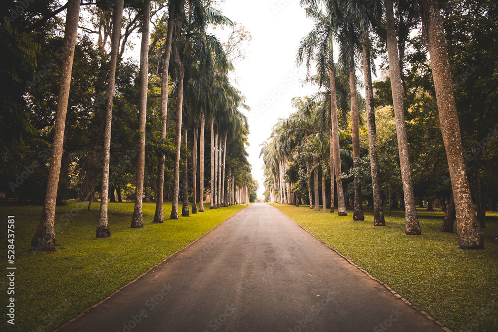 Tunnel avenue tropical palm trees, tree lined footpath through park at evening light. A pathway asphalt country road for walk and relax. Wonderful summer landscape. Nature outdoor background.