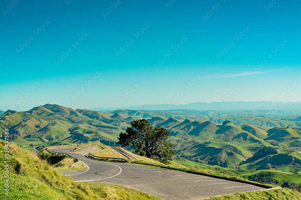 Mountain road making a sharp turn round a big tree growing on the slope of Te Mata Peak, Hawke's Bay. Green rolling hills under cloudless blue sky in the background. North Island, New Zealand