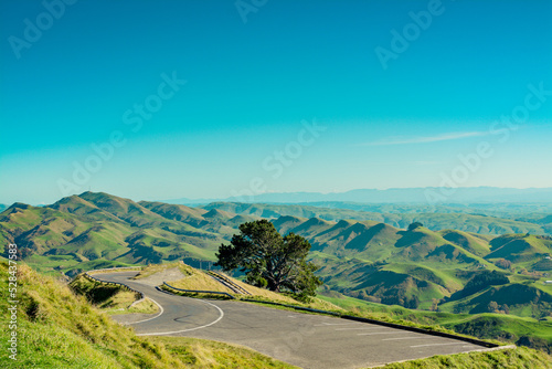 Mountain road making a sharp turn round a big tree growing on the slope of Te Mata Peak, Hawke's Bay. Green rolling hills under cloudless blue sky in the background. North Island, New Zealand © Irina B