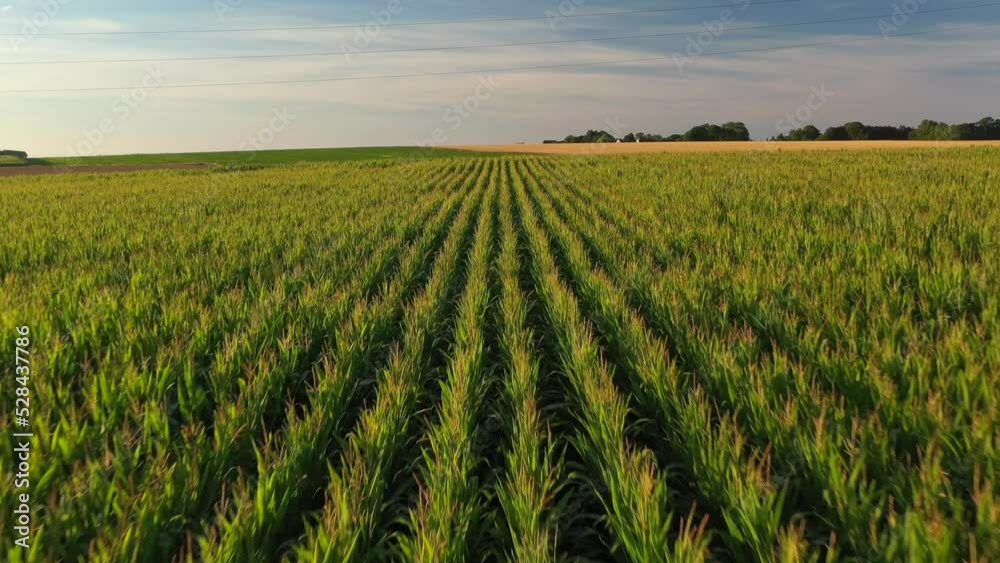 Aerial drone view of wheat and corn fields at sunset in Normandy - France. High quality video of agriculture and harvesting Aerial drone view of wheat and corn fields at sunset in Normandy - France. High quality video of agriculture and harvesting