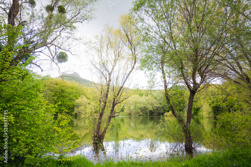 Quiet lake in the spring forest