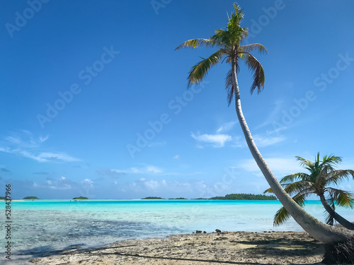 Fototapeta Naklejka Na Ścianę i Meble -  Exotic coconut palm tree landscape, blue sky. Turquoise ocean, sand beach, tropical seaview. Impressive colorful seascape. Beautiful nature landscape. Popular tourist destination, travel, vacation