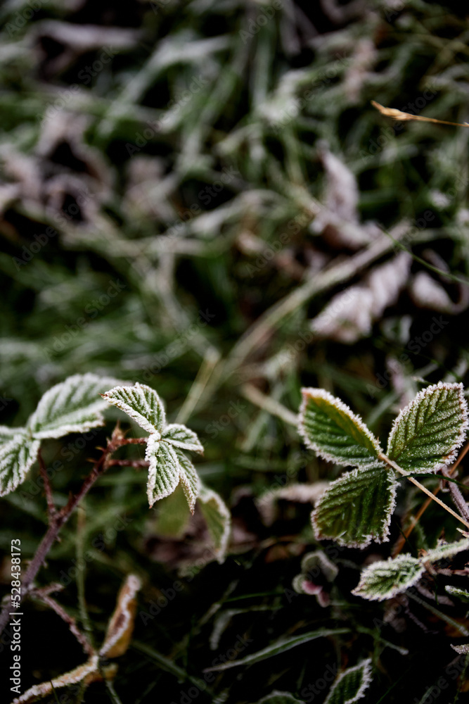 Iced green leaves. Frosty morning in Carpathian Mountains, Ukraine. Walking and hiking trails in Borzhava ridge. Rural area of carpathian mountains in autumn