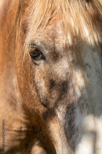 closeup horse s eye