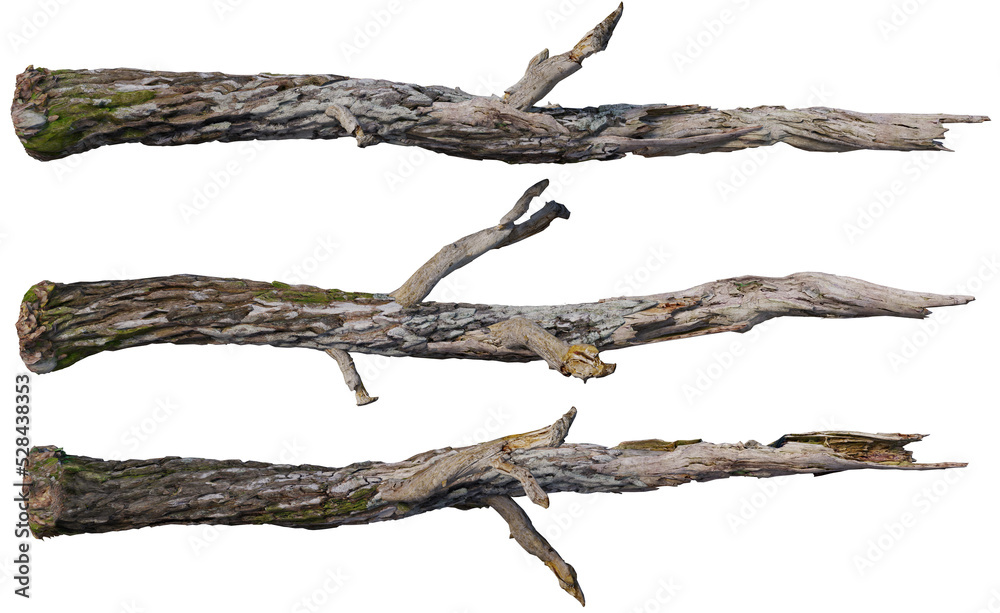 stump on a transparent background
stump on a transparent background