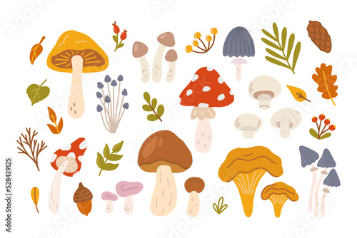 Set of different mushrooms with berries and leaves of trees. Vector flat illustration in hand drawn style on white background
