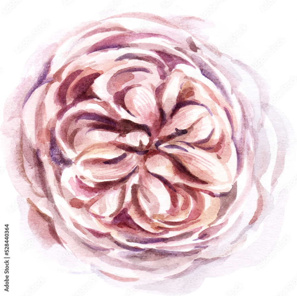 Obraz premium rose with watercolor painting PNG file