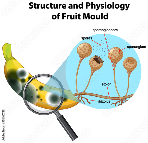 Structure and Physiology of banana mold