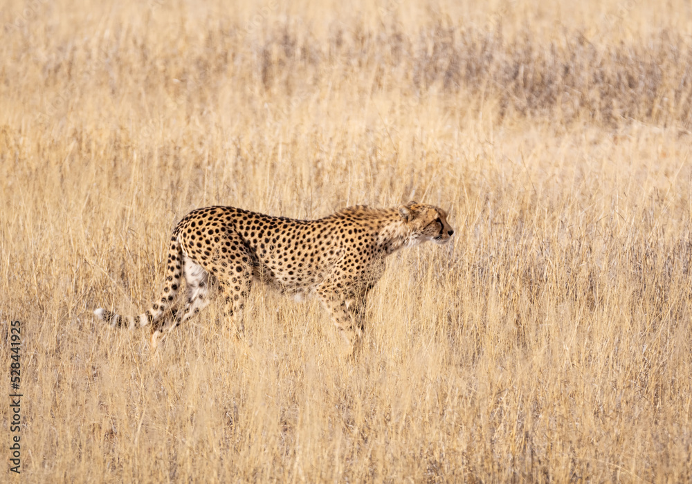 Cheetah