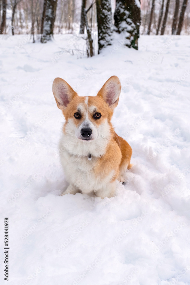 Welsh Corgi Pembroke in the winter forest. Winter walk. Outdoor fun. Cute corgi Welsh Corgi Pembroke in the winter forest. Winter walk. Outdoor fun. Cute corgi