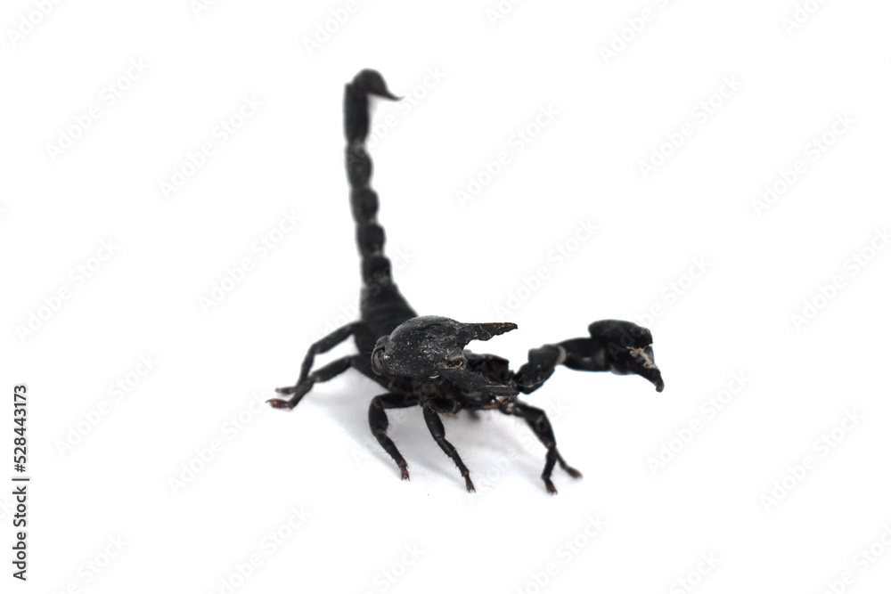 scorpion isolated on white background scorpion isolated on white background