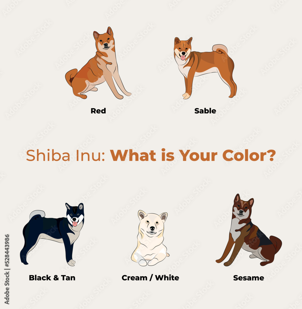 All colors of Shiba Inu breed, dog pedigree drawing. Cute dog characters in various poses, designs for prints adorable and cute Shiba cartoon vector set, in different poses.