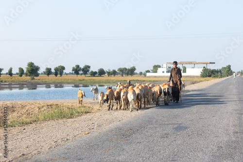Tablou canvas villagers are walking along their sheep flock on a road
