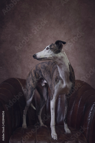 young spotted whippet standing on a sofa