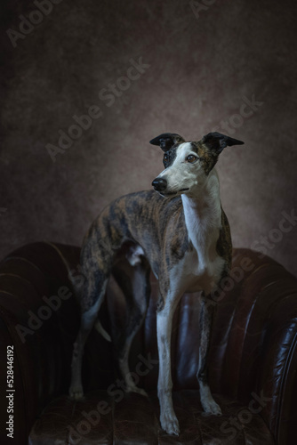young spotted whippet standing on a sofa