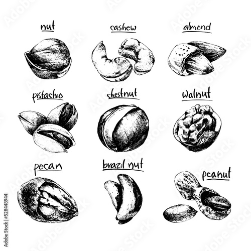 Engraved nuts and seeds collection. Vector Hand drawn objects . Isolated on white. Modern brushpen Calligraphy.