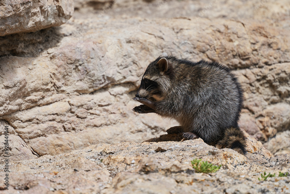 Wild Raccoon. Procyon lotor. Funny young raccoon live and play on a rock. Wildlife America Wild Raccoon. Procyon lotor. Funny young raccoon live and play on a rock. Wildlife America