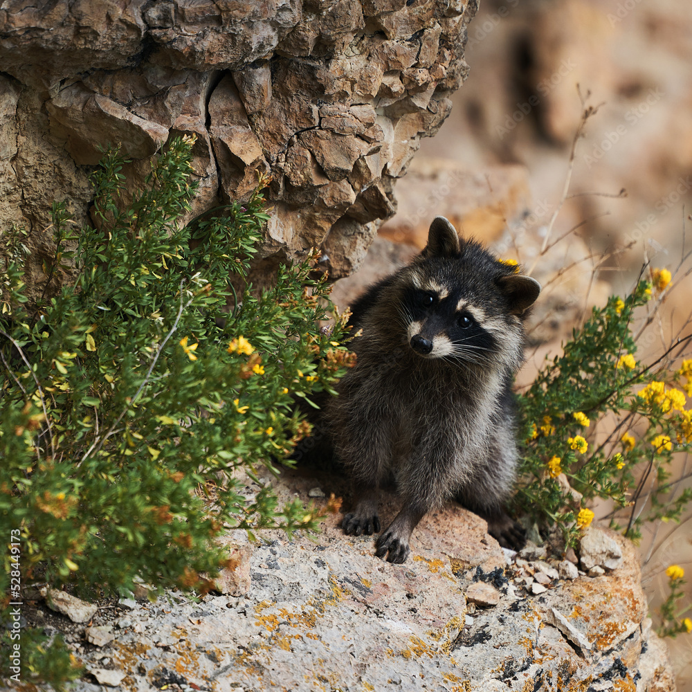 Wild Raccoon. Procyon lotor. Funny young raccoon live and play on a rock. Wildlife America