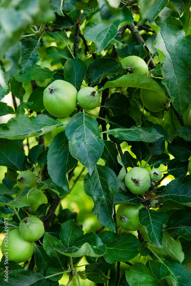 Apple tree branch with fruits growing in the garden Apple tree branch with fruits growing in the garden