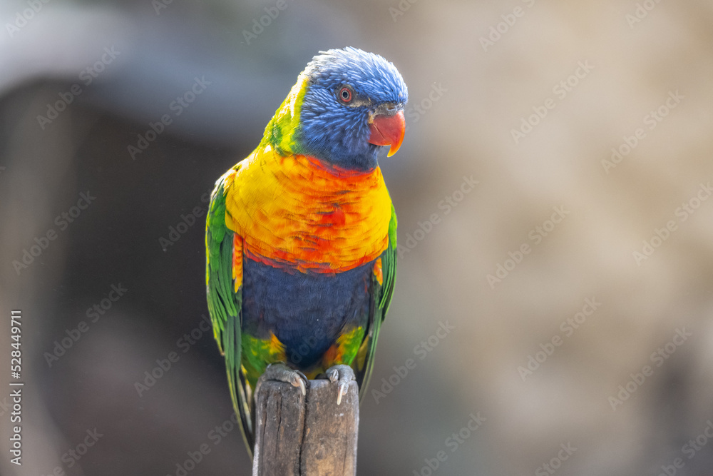 Rainbow Lorikeet - colourful parrot from Australia Rainbow Lorikeet - colourful parrot from Australia