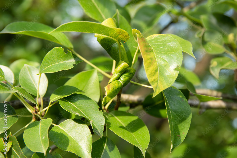 Obraz premium Pear fruit tree branch affected by the disease